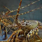 Lobster